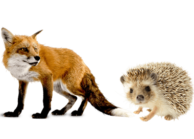 Fox and porcupine