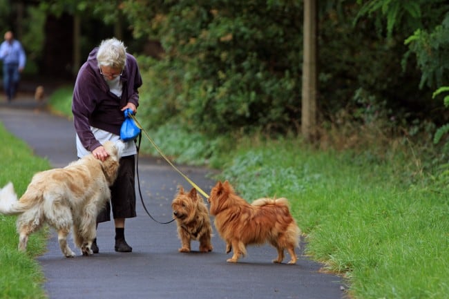 Grandmother walking three dogs